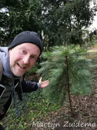 Apenboomfamilie [Araucariaceae]